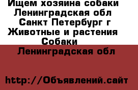 Ищем хозяина собаки - Ленинградская обл., Санкт-Петербург г. Животные и растения » Собаки   . Ленинградская обл.
